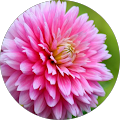 Bettine H. profile picture